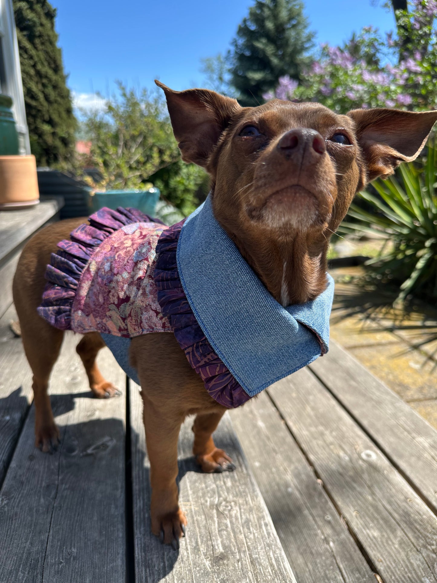 Ruffled Reversible Dog Crop Top w/Swag Collar ~ Xsmall