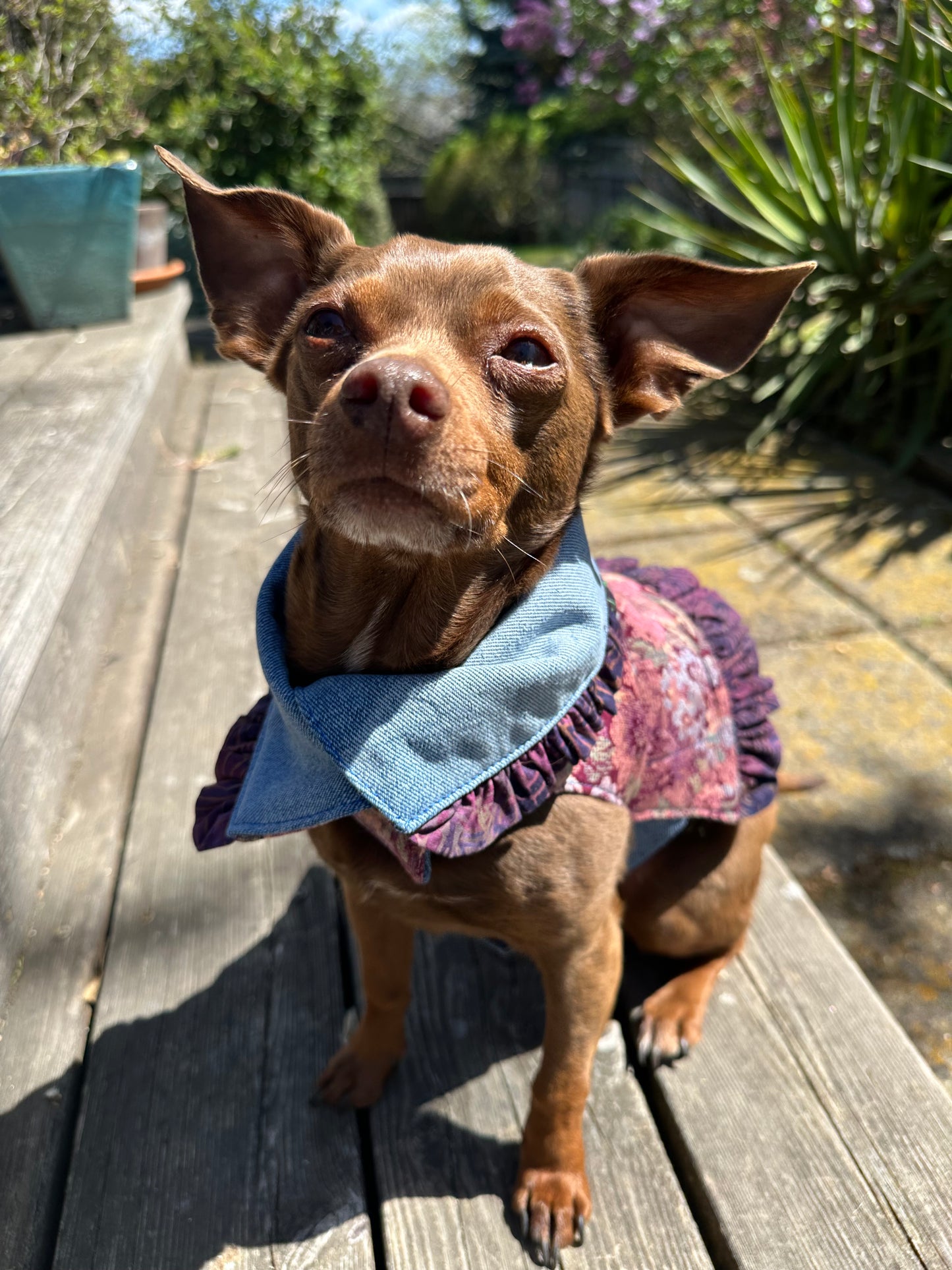 Ruffled Reversible Dog Crop Top w/Swag Collar ~ Xsmall