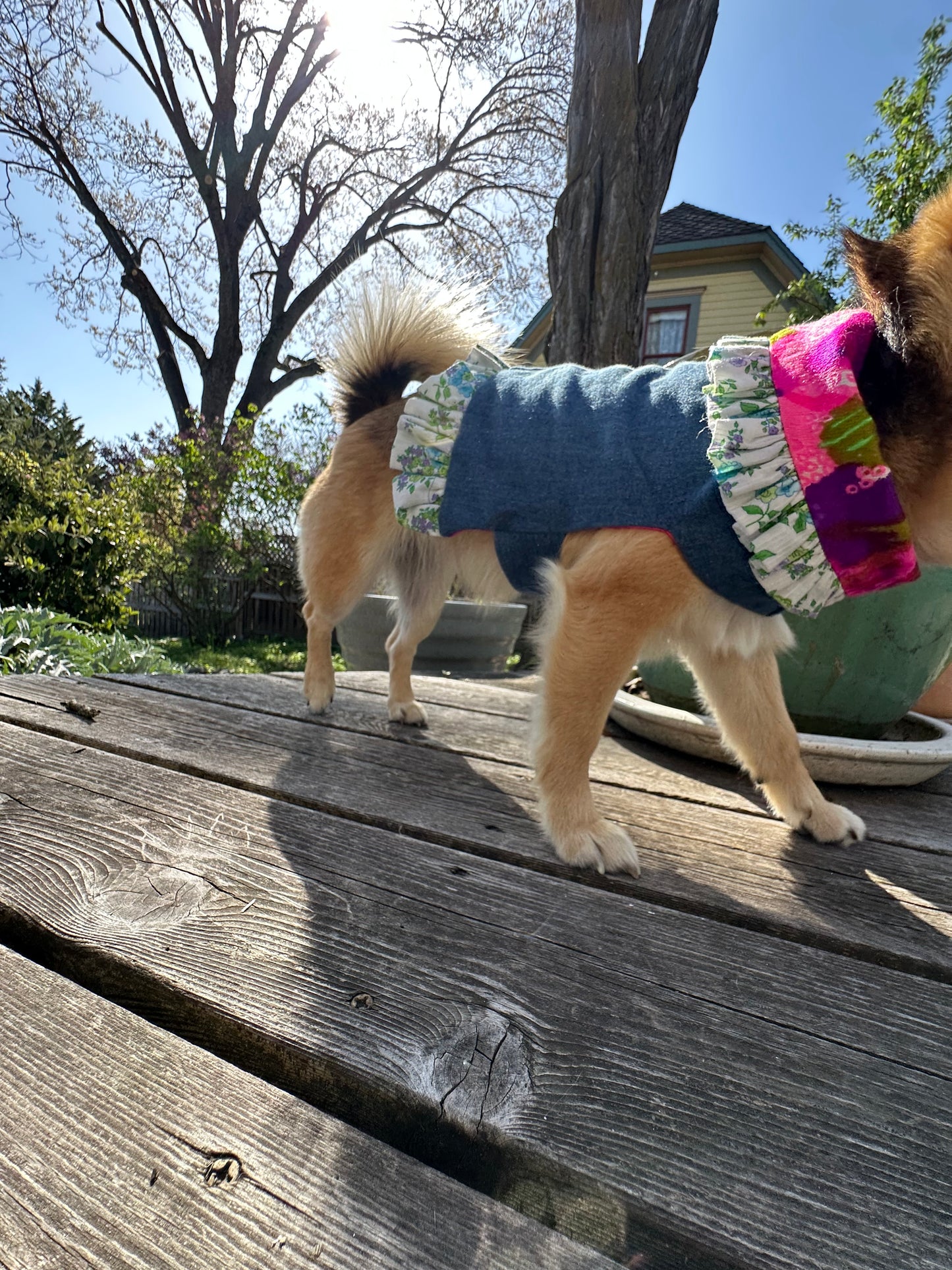 Ruffled Reversible Dog Crop Top w/Swag Collar ~ Small