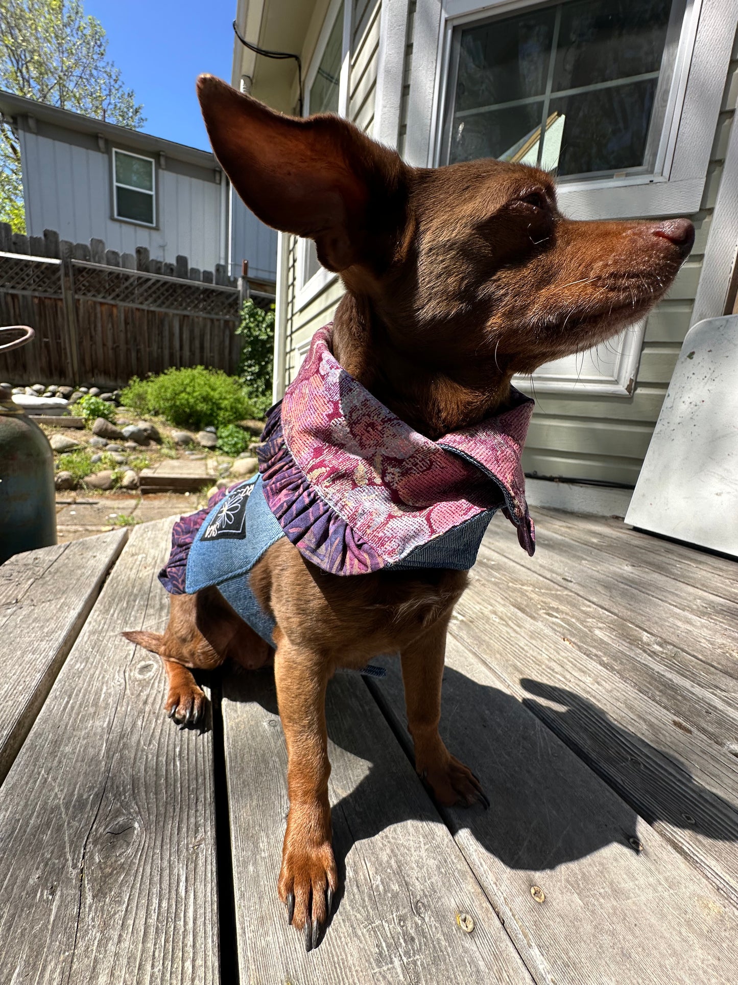 Ruffled Reversible Dog Crop Top w/Swag Collar ~ Xsmall