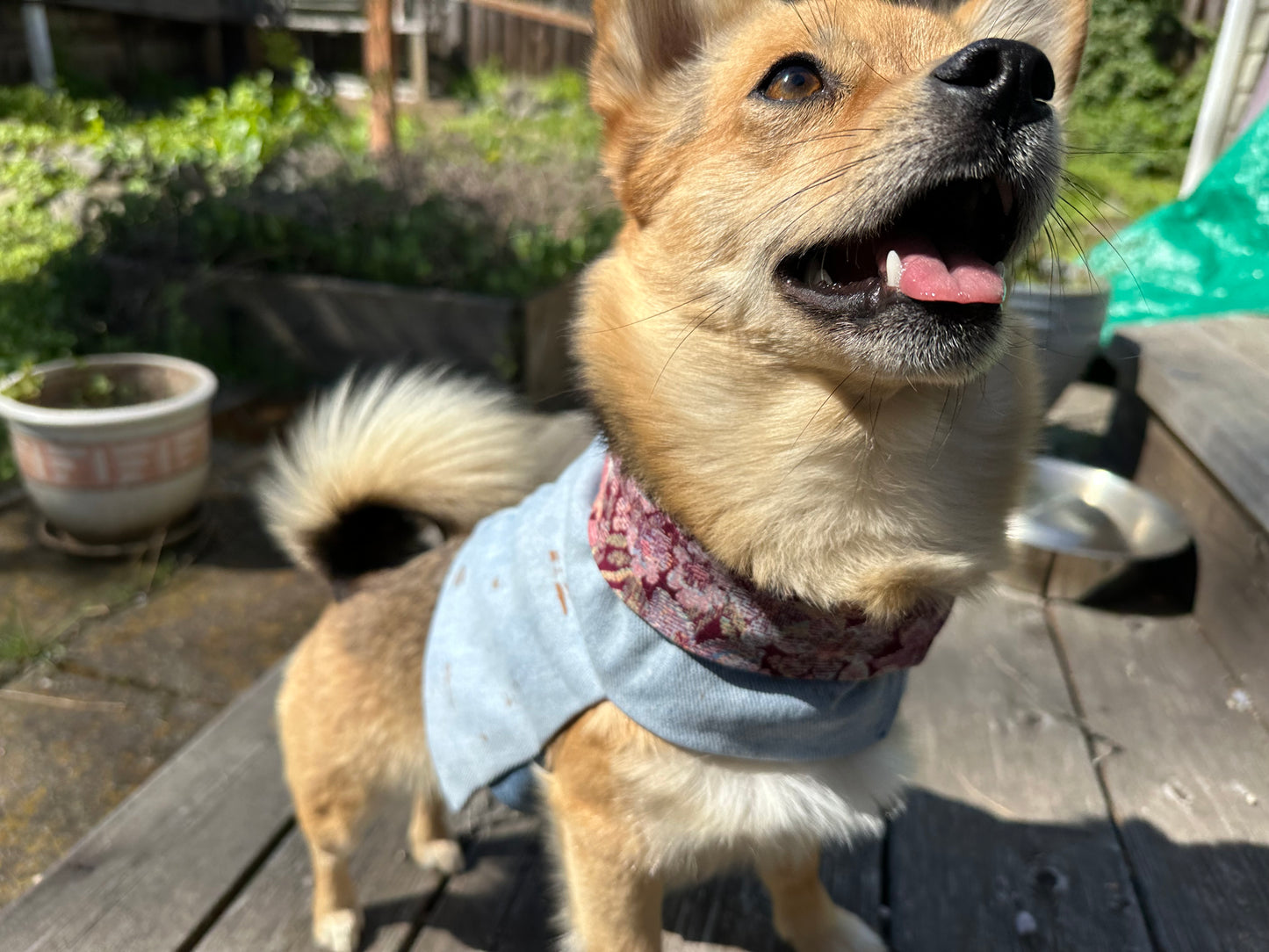 DRE DOG Reversible Crop Top ~ Small