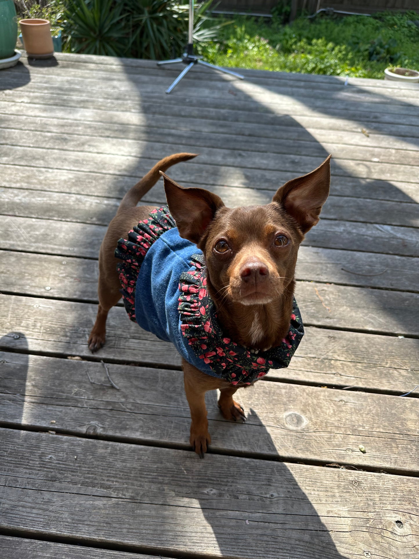 Ruffled Reversible Dog Crop Top w/Swag Collar ~ Xsmall
