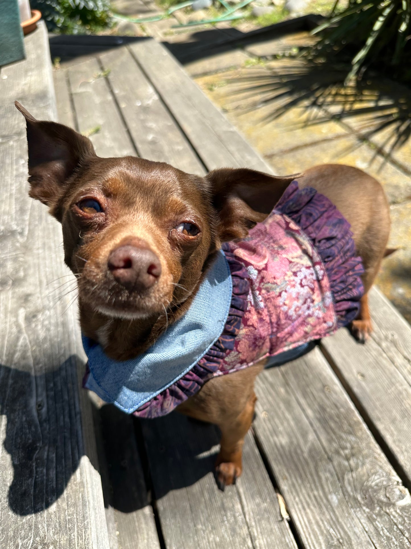 Ruffled Reversible Dog Crop Top w/Swag Collar ~ Xsmall
