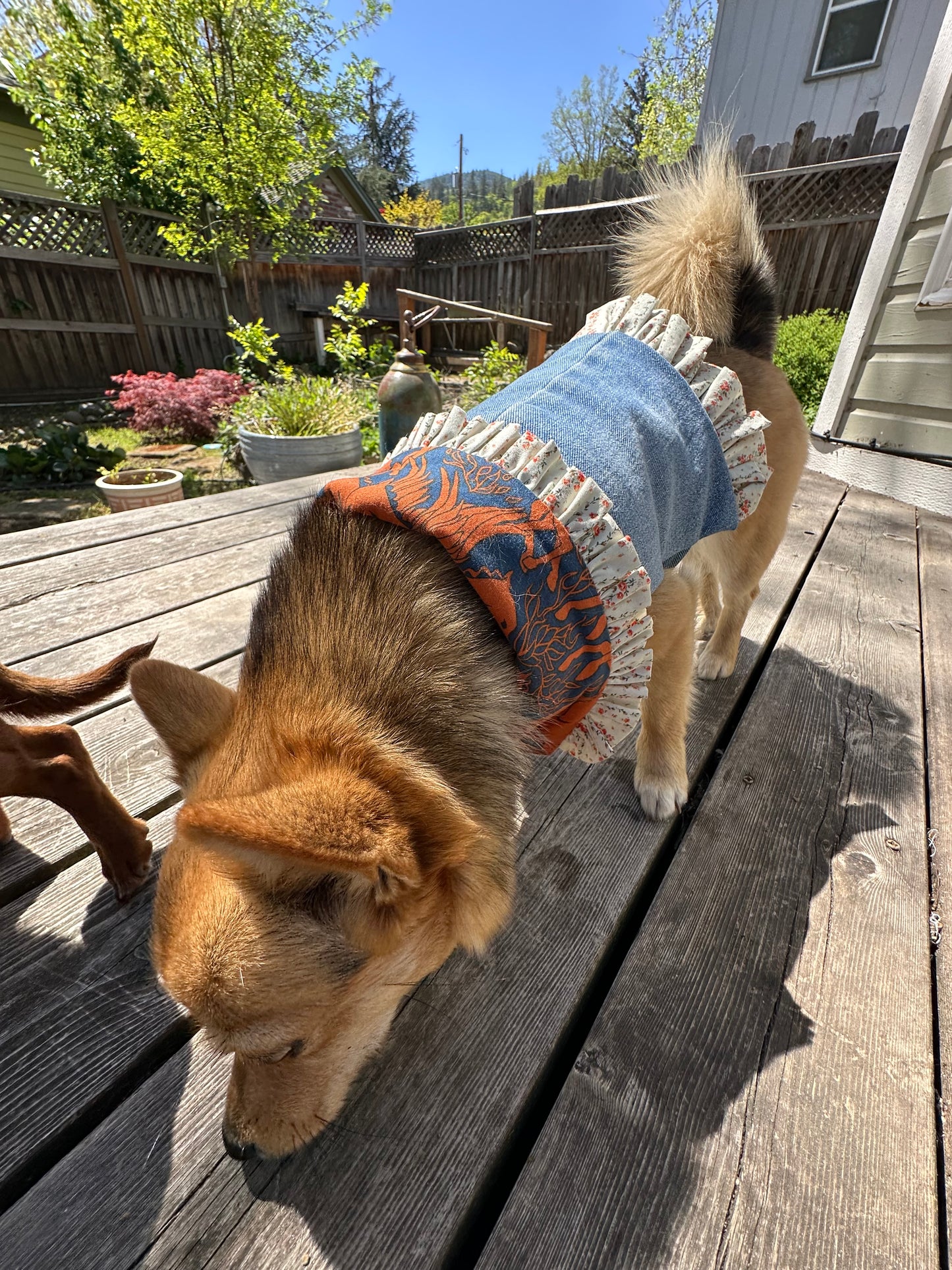 Ruffled Reversible Dog Crop Top w/Swag Collar ~ Small