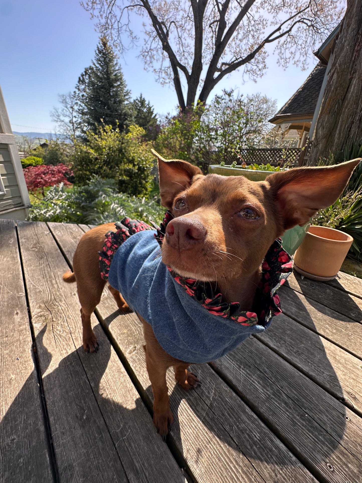 Ruffled Reversible Dog Crop Top w/Swag Collar ~ Xsmall