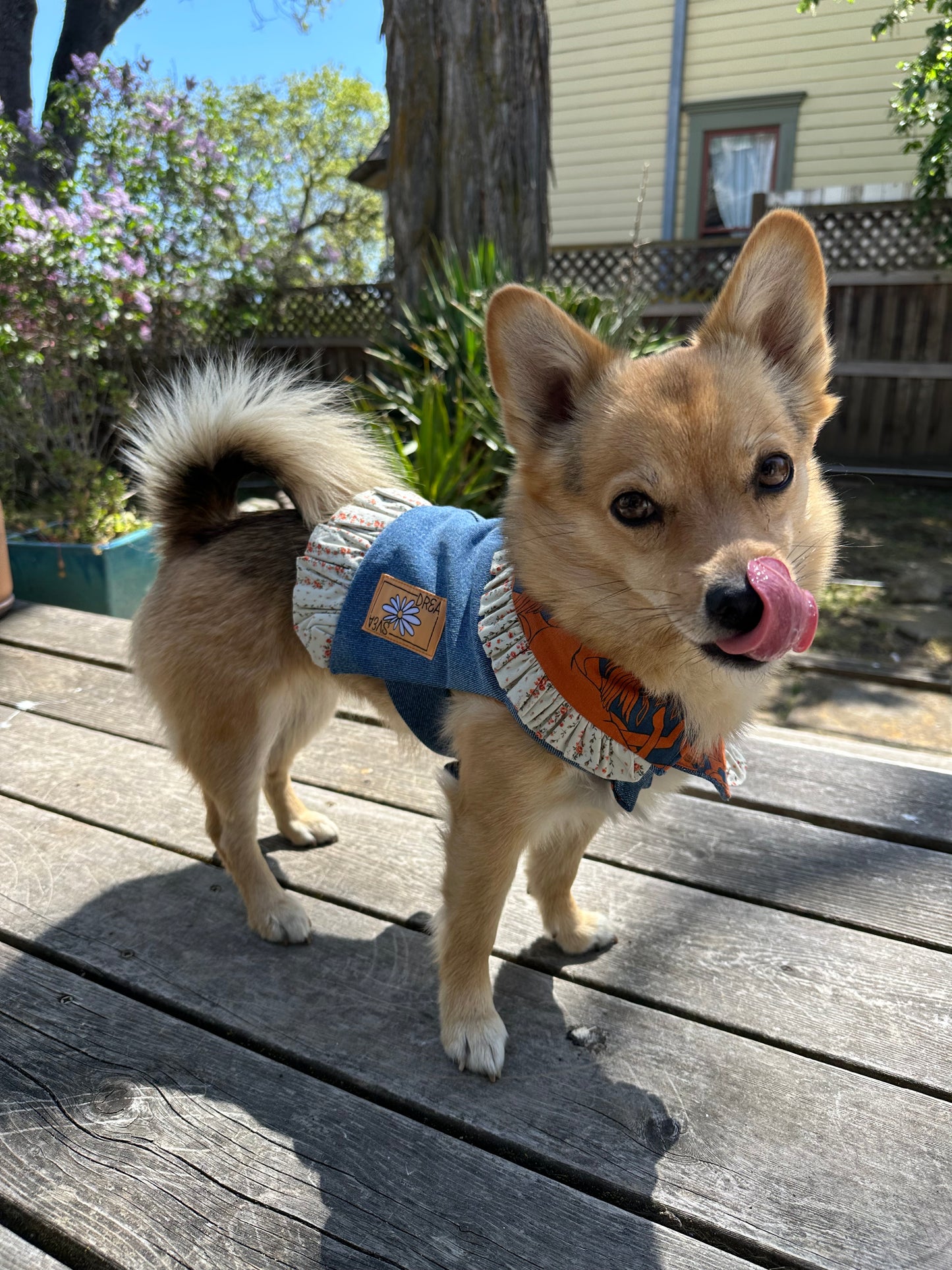Ruffled Reversible Dog Crop Top w/Swag Collar ~ Small