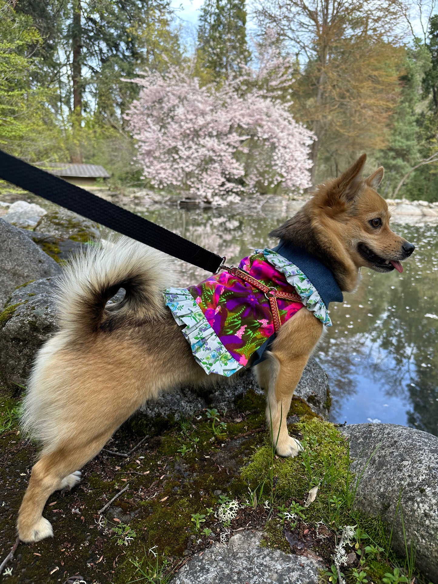 Ruffled Reversible Dog Crop Top w/Swag Collar ~ Small