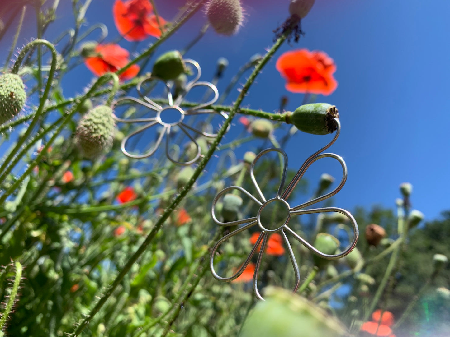 Daisy Hoops
