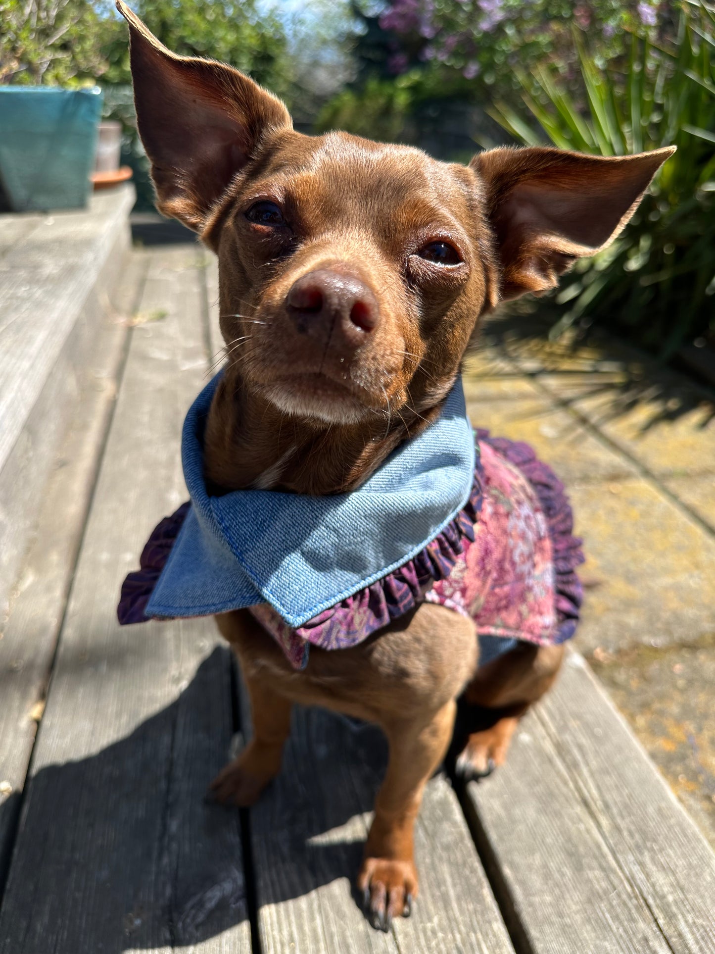 Ruffled Reversible Dog Crop Top w/Swag Collar ~ Xsmall