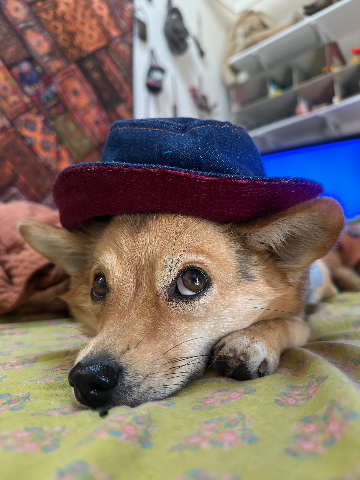 DRE DOG Bucket Hat w/Ear Holes ~ Small