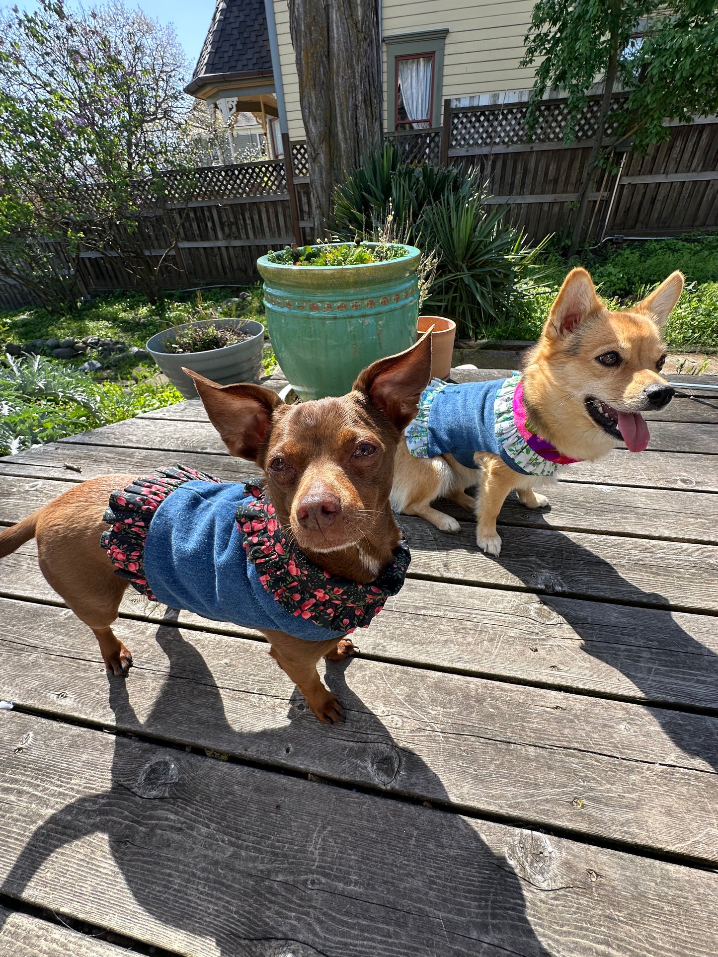 Ruffled Reversible Dog Crop Top w/Swag Collar ~ Xsmall