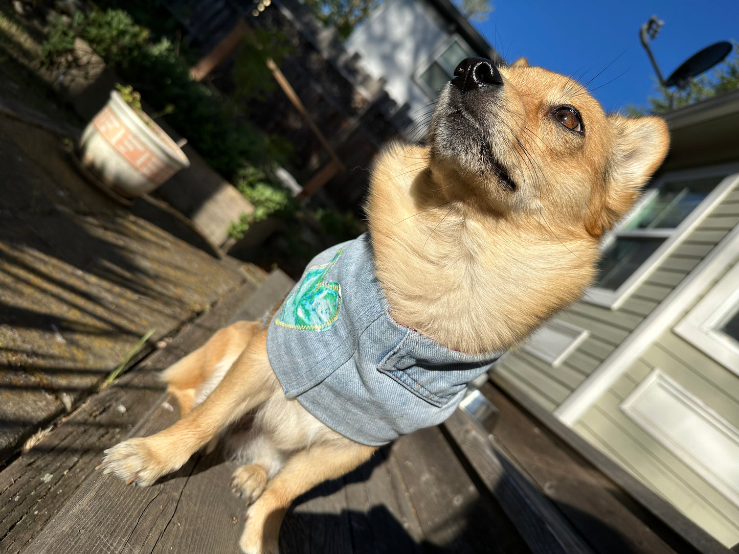 DRE DOG Reversible Crop Top w/Appliqué ~ Small