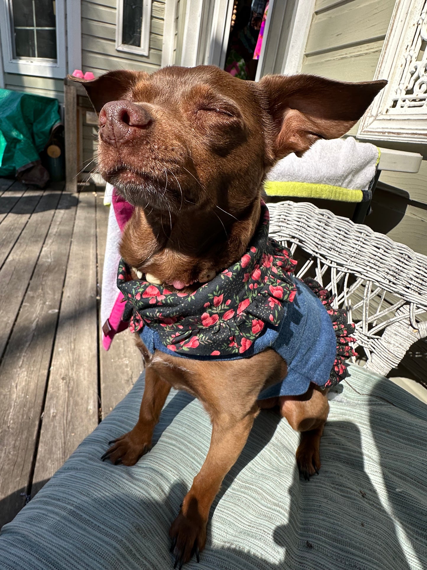 Ruffled Reversible Dog Crop Top w/Swag Collar ~ Xsmall