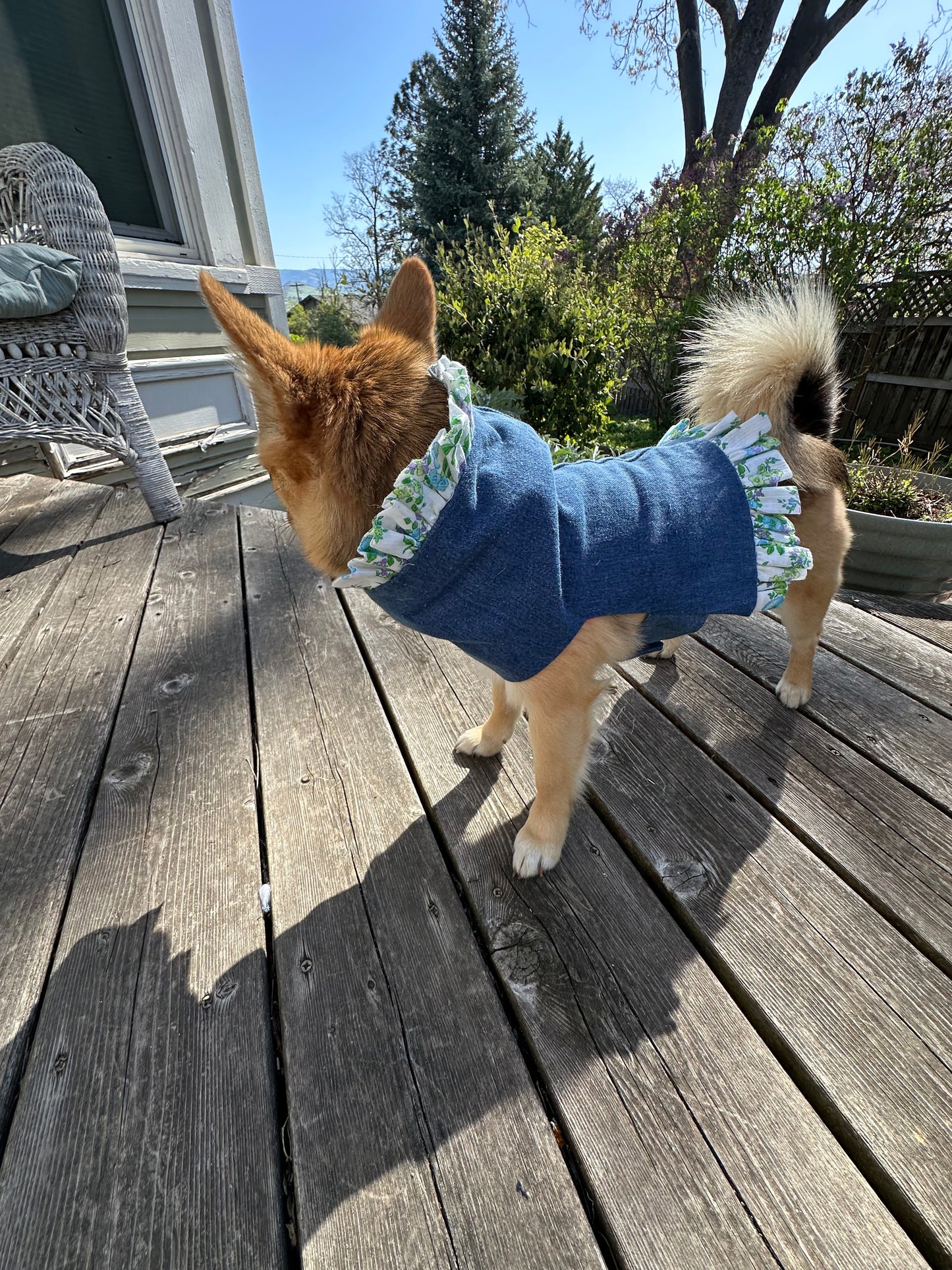 Ruffled Reversible Dog Crop Top w/Swag Collar ~ Small