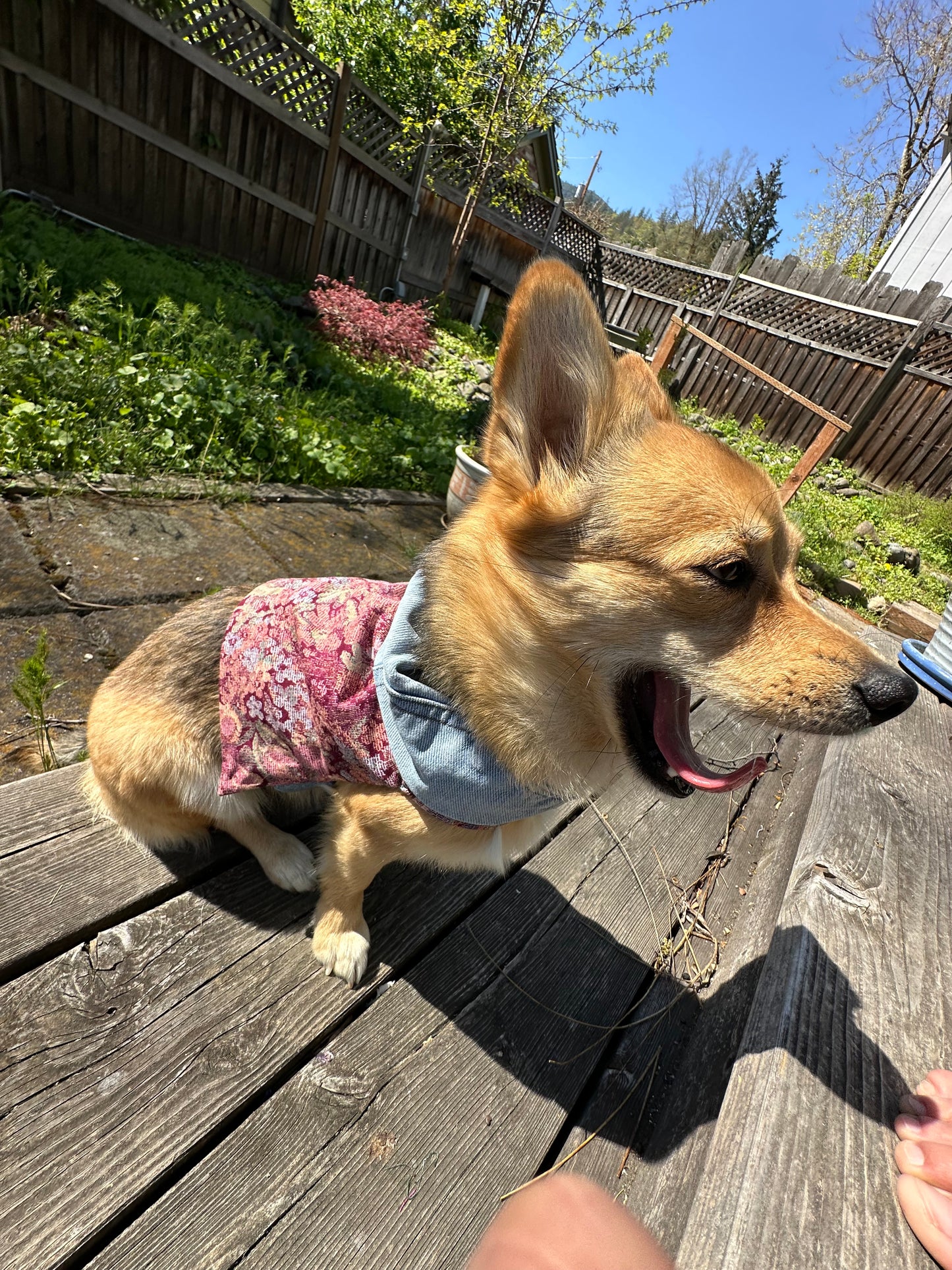 DRE DOG Reversible Crop Top ~ Small