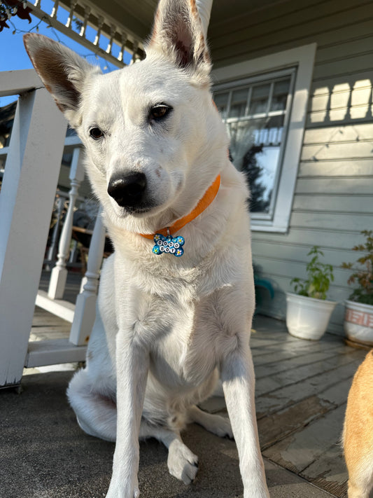 GOOD BOY Dog Tag