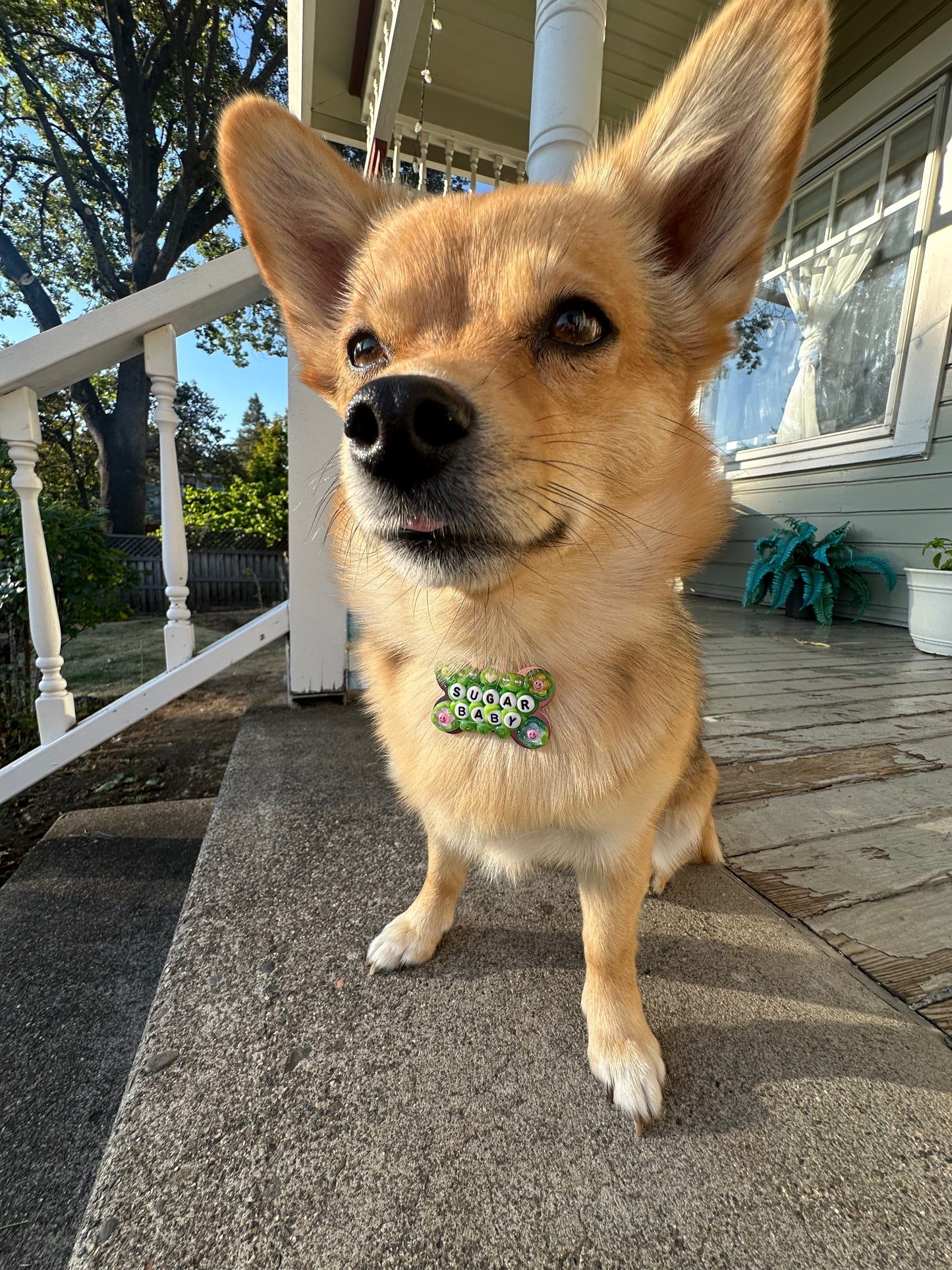 SUGAR BABY Dog Tag