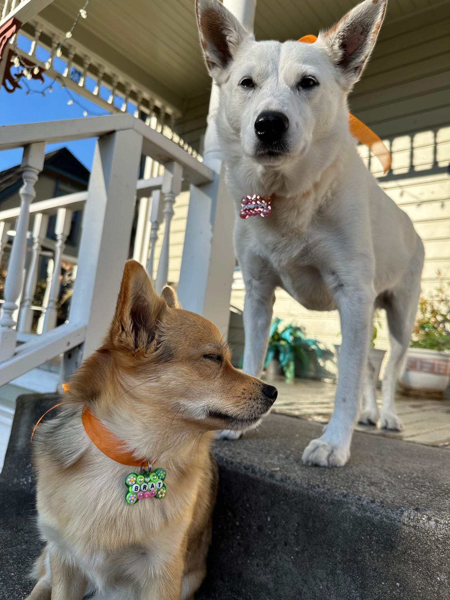 PET ME Dog Tag