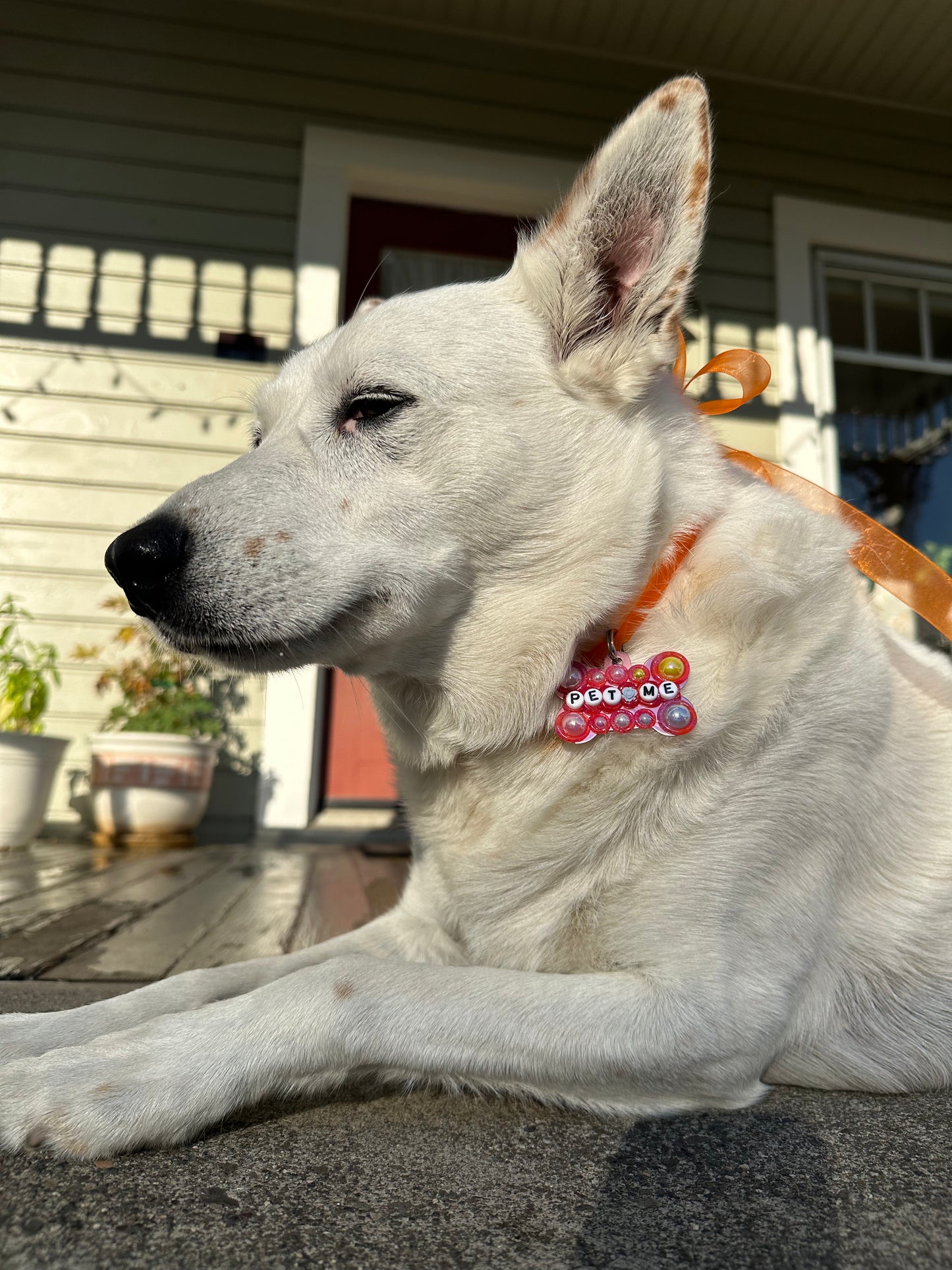 PET ME Dog Tag