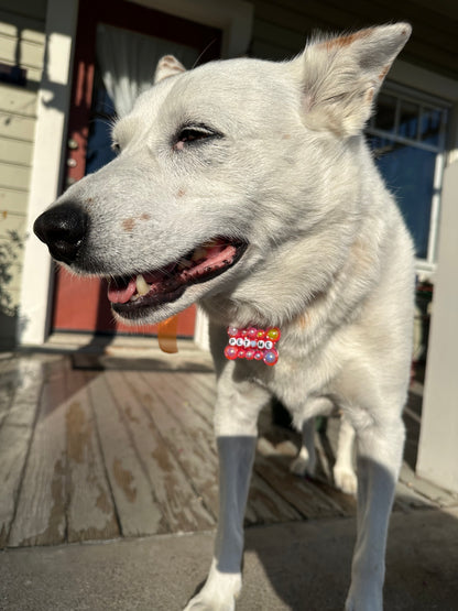 PET ME Dog Tag