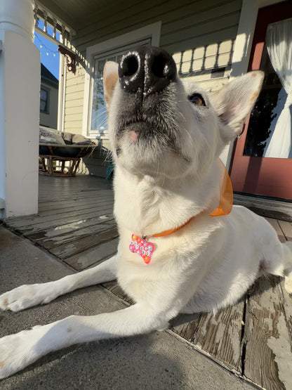 HOT DOG Dog Tag